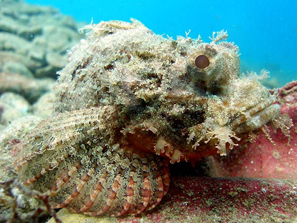 tassledlionfish3