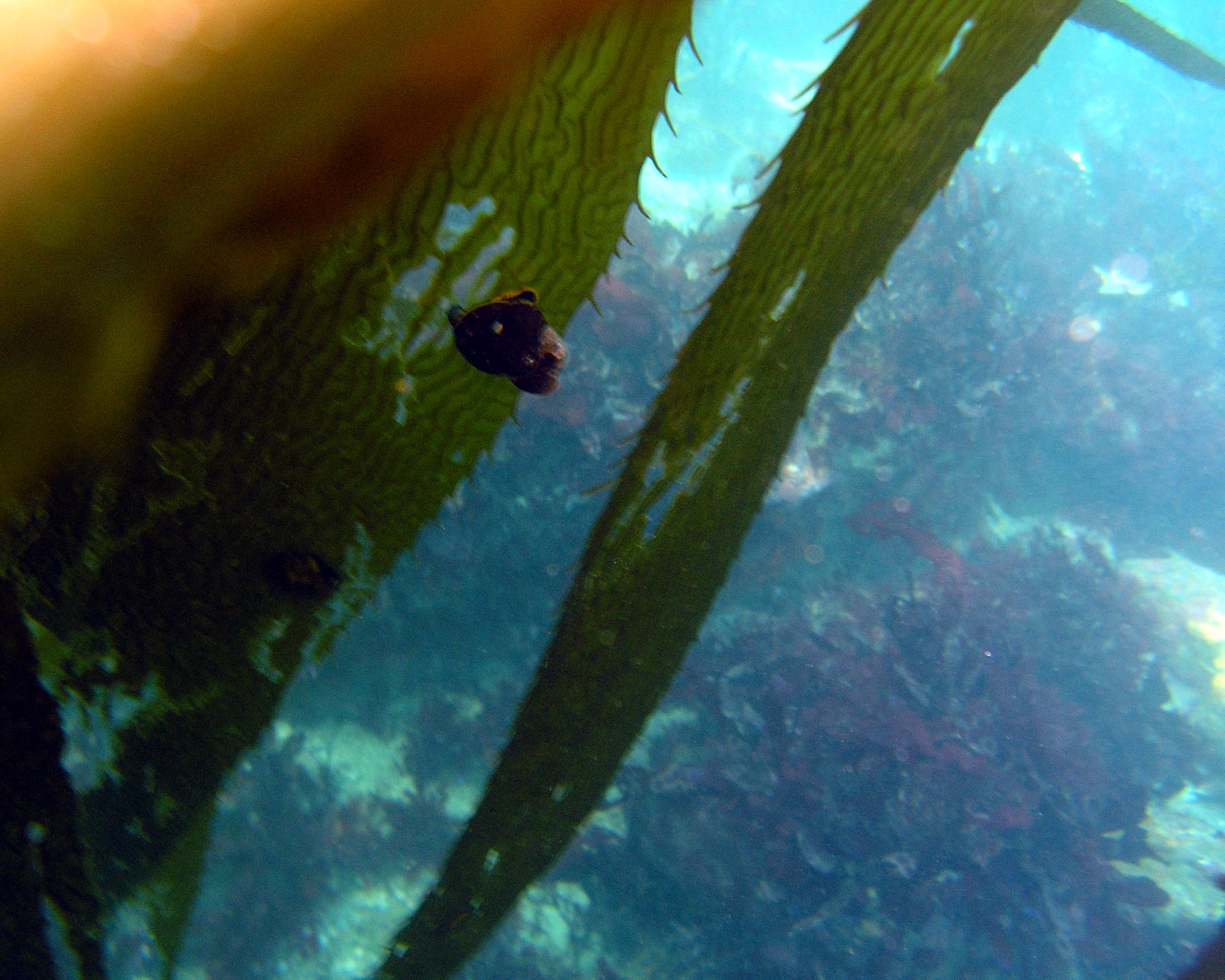 Tattered Kelp or snail bit