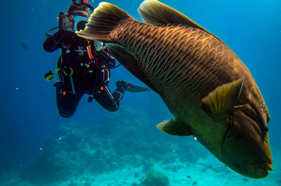 Tauchen Hurghada - Tauchausflüge, Schnuppertauchen, Tauchkurse