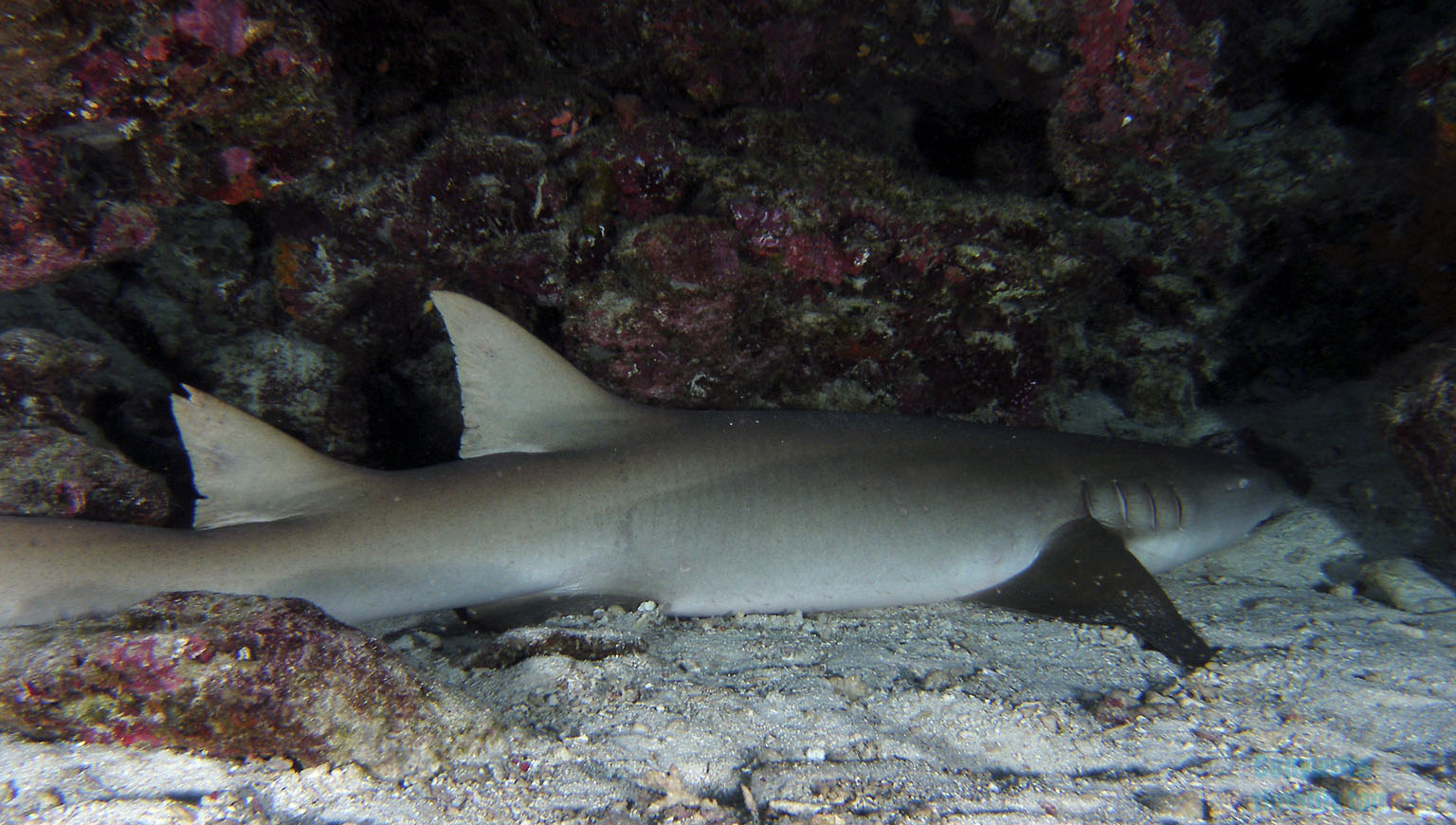 tawny_nurse_shark