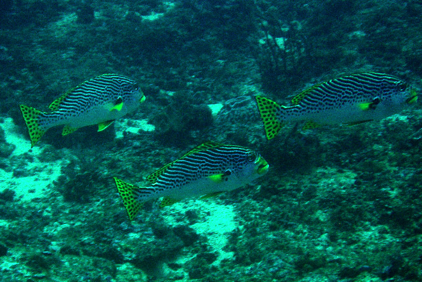 Team of Sweetlips