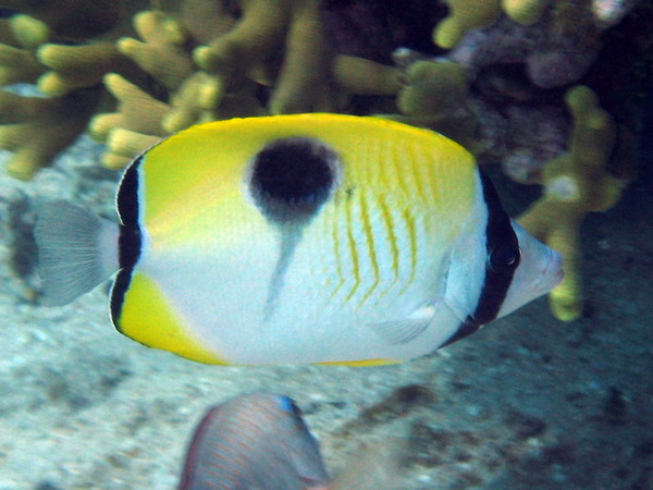 Tear Drop Angelfish