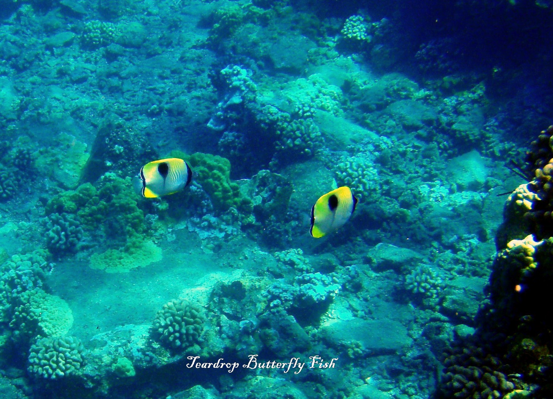 Teardrop Butterflyfish