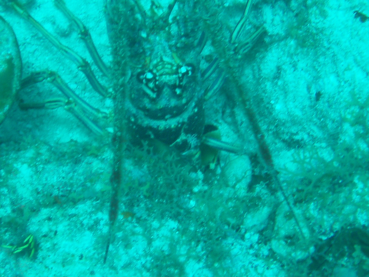 teasing lobster in s.p.a area