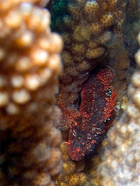 Teeny Coral Fish