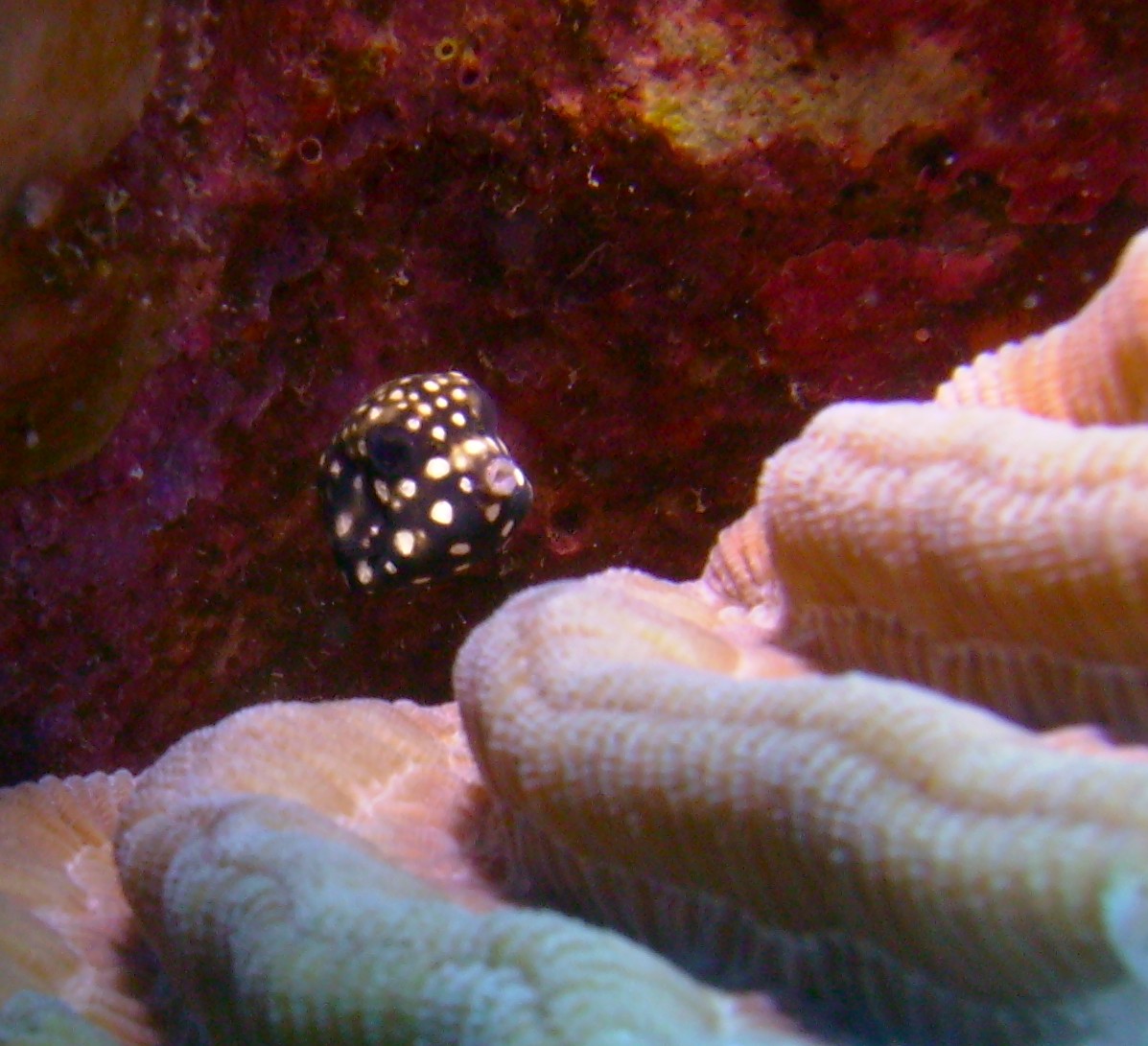 Teeny Tiny Trunkfish