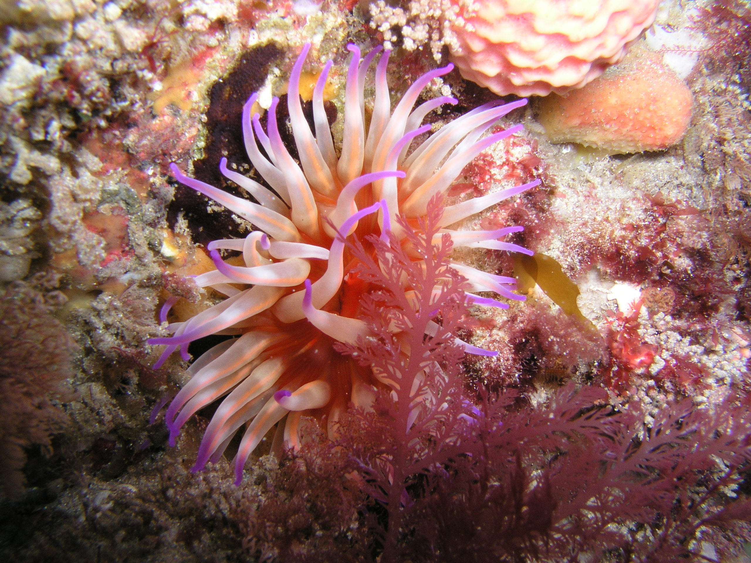 Temperate Anemone