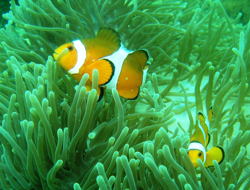 Thailand-Western Clownfish