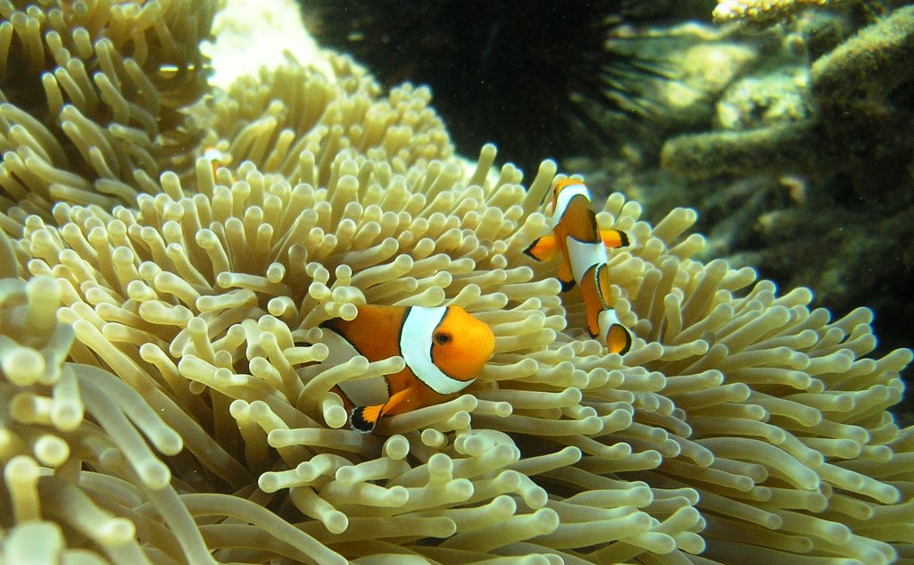 Thailand-Western Clownfish