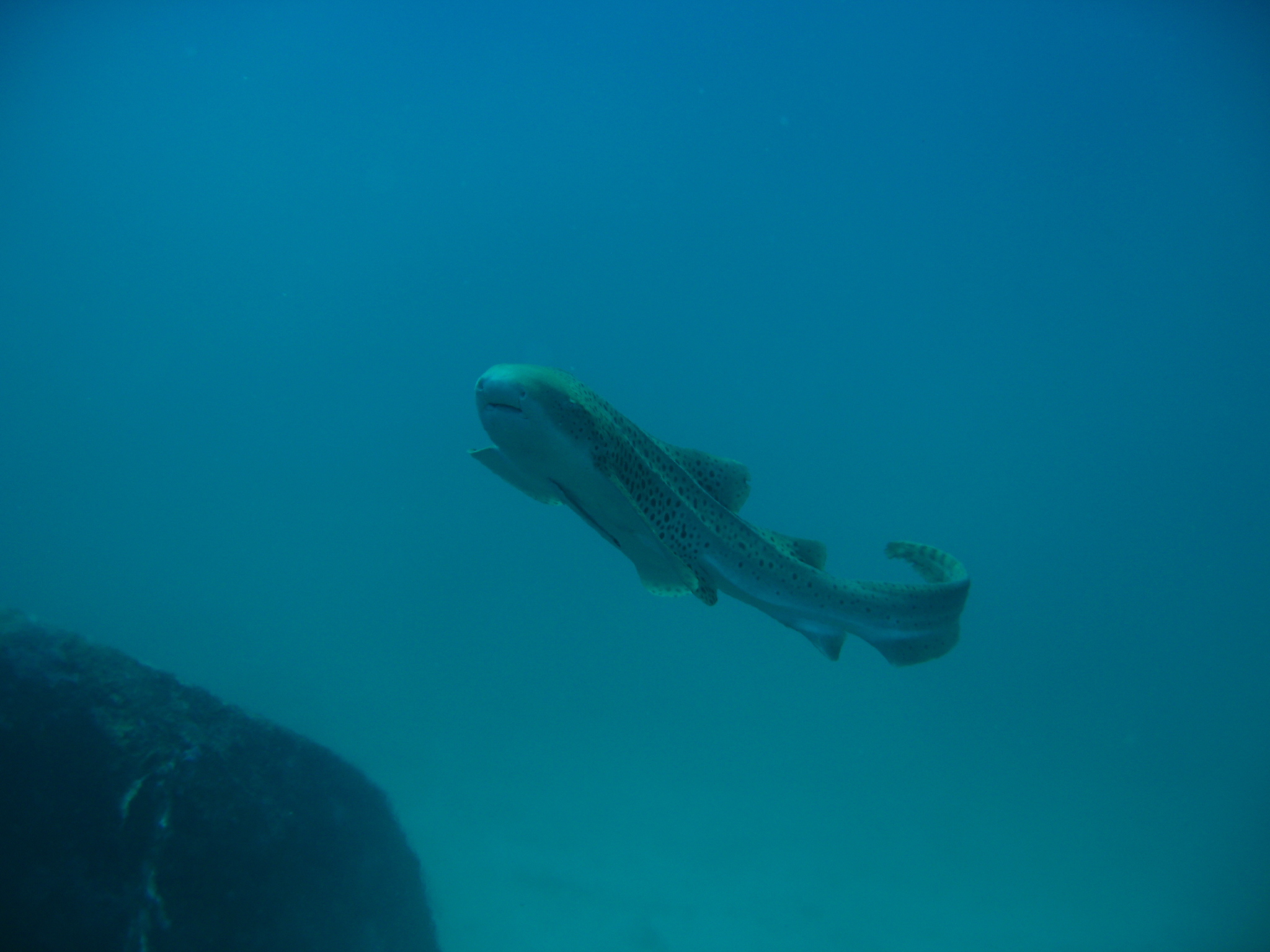 Thailand_2006_-_Liveaboard_-_0170