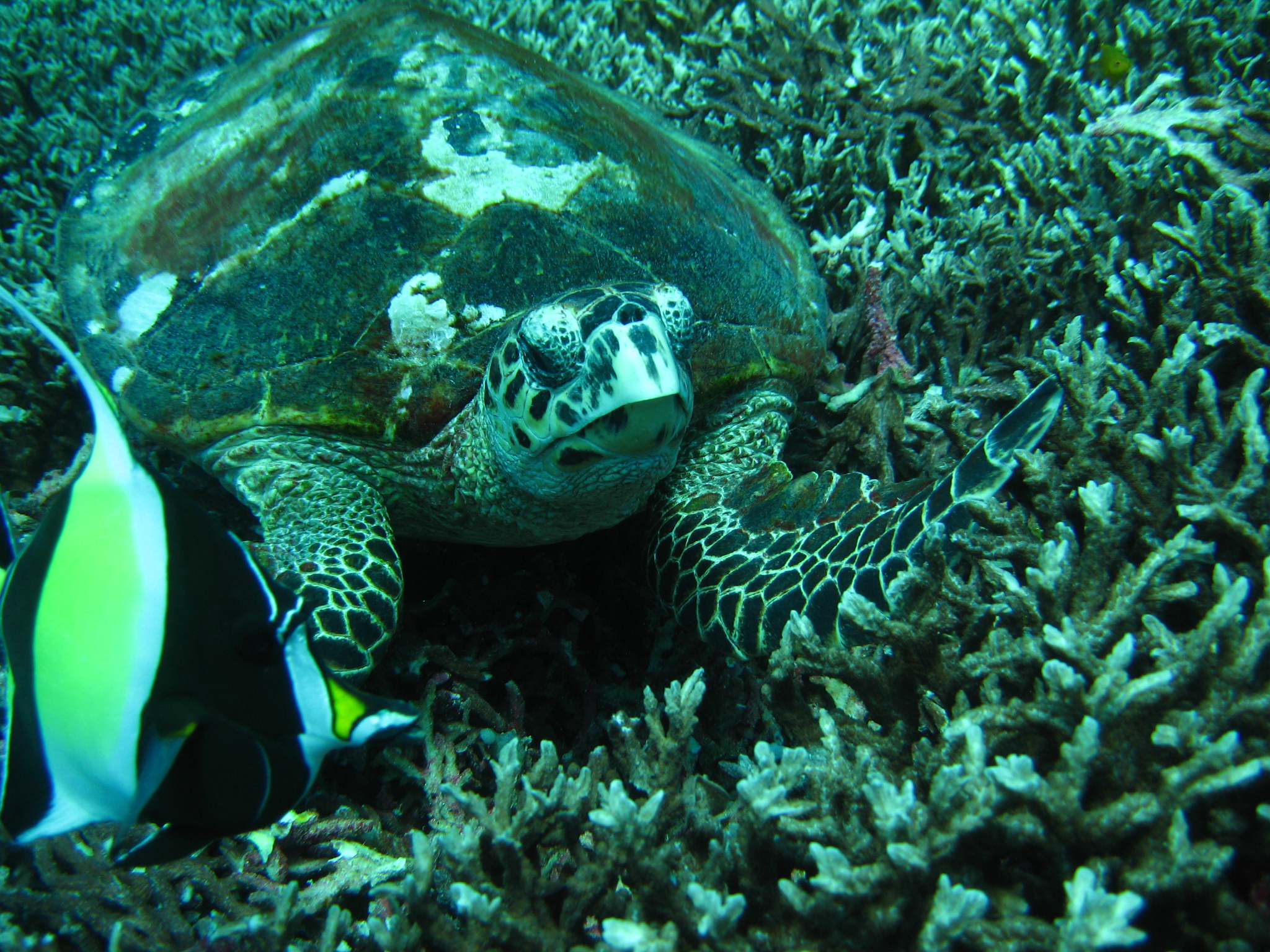 Thailand_2006_-_Liveaboard_-_0188