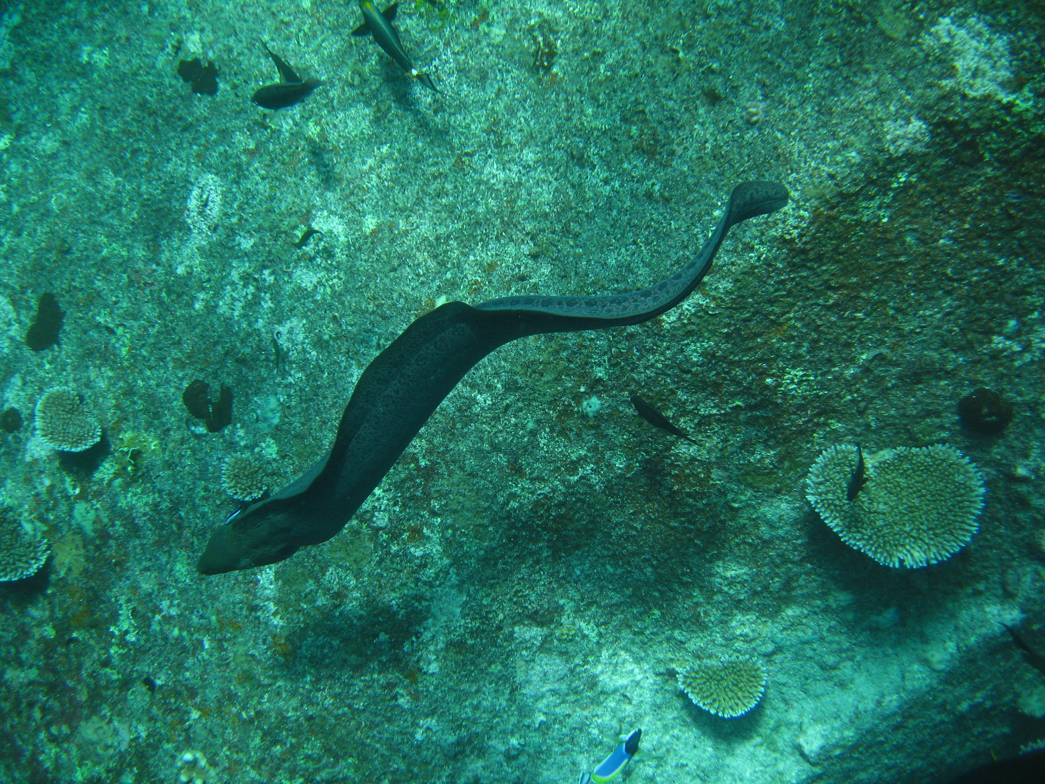 Thailand_2006_-_Liveaboard_-_0190