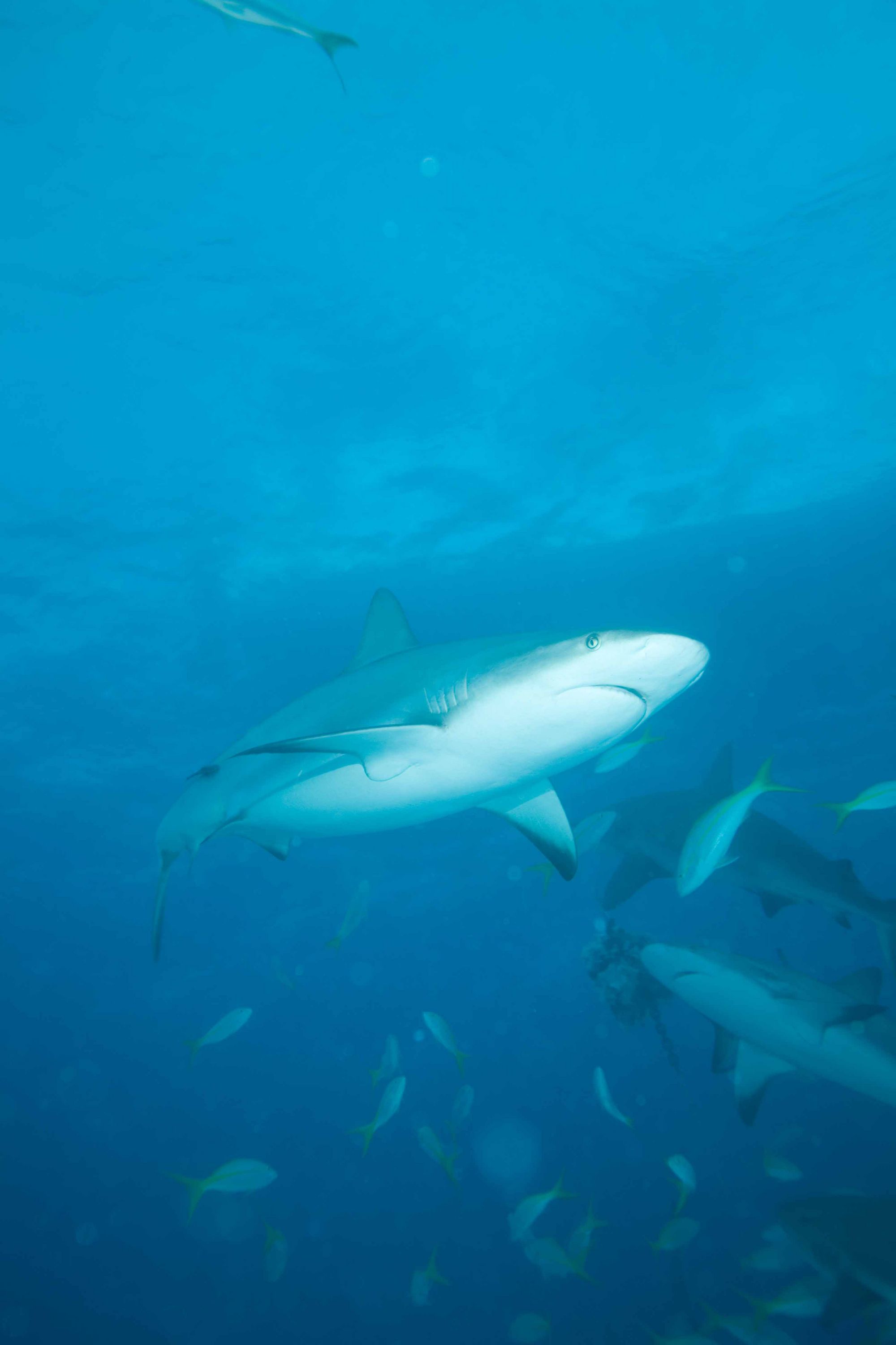 The beginning of an Andros shark dive