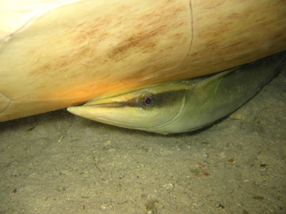 The Biggest Remora I've Seen