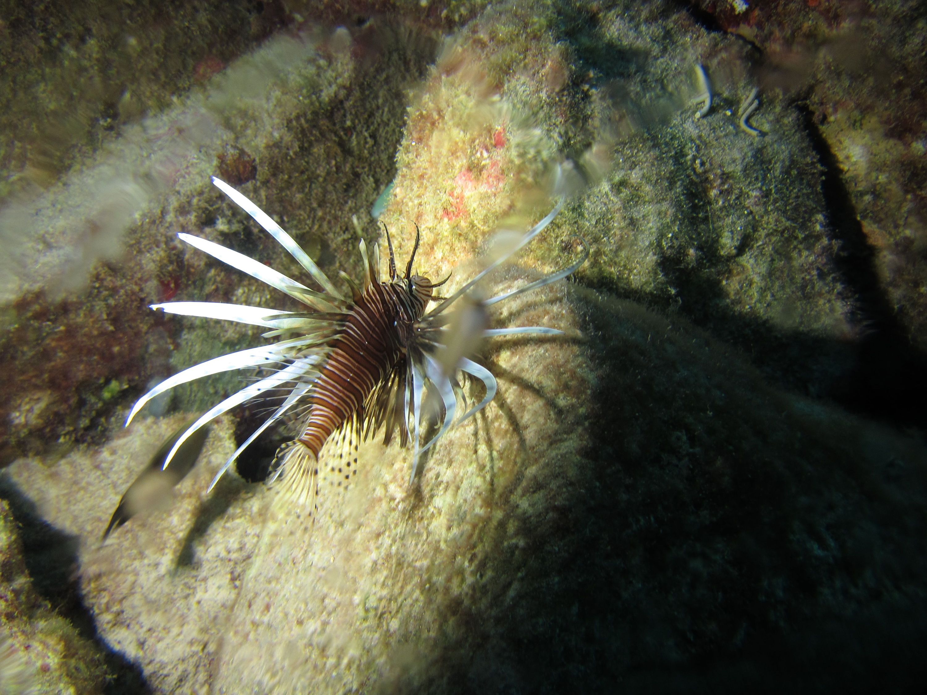 The dastardly lionfish (Cozumel 2012)