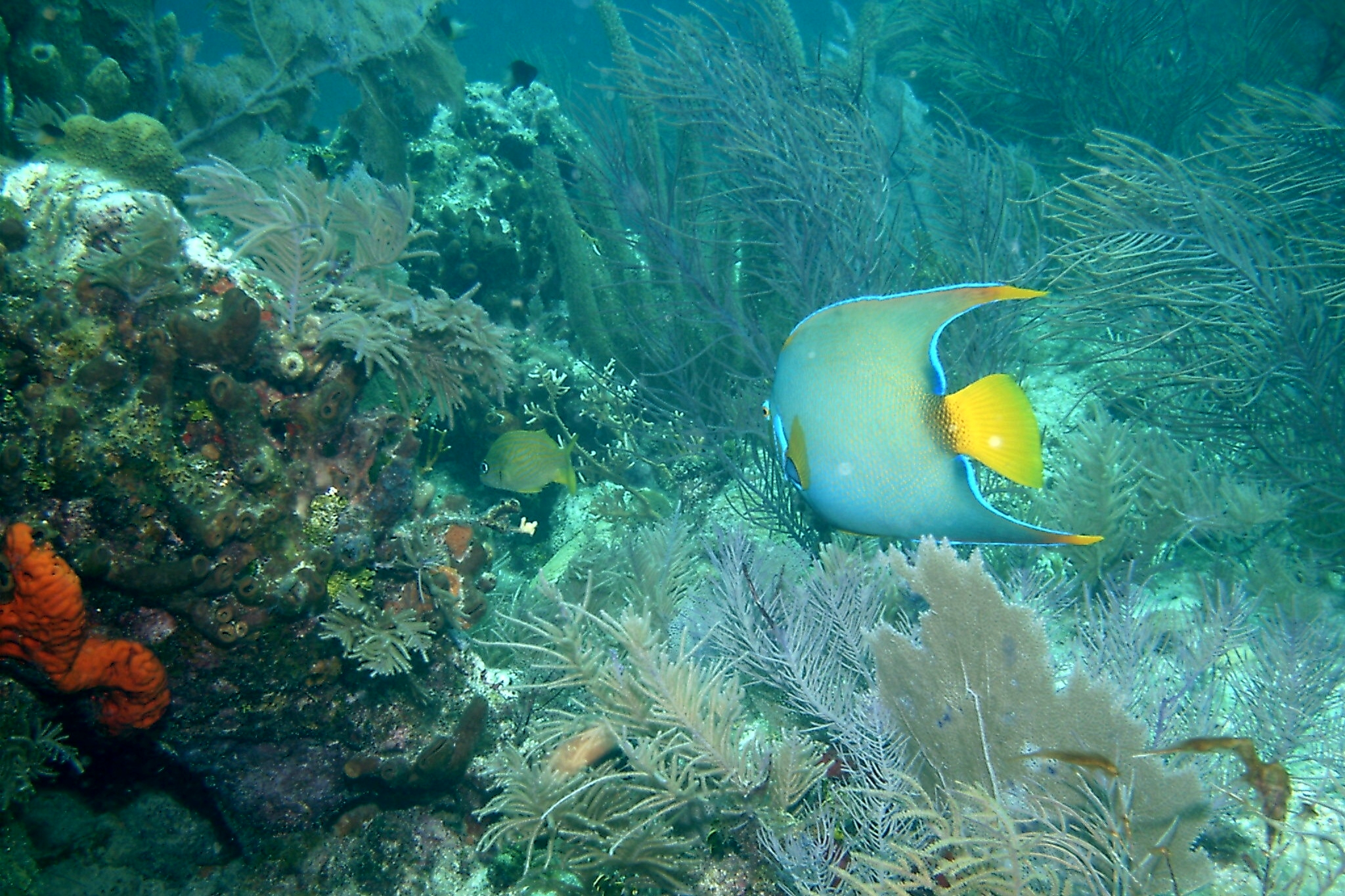 The Garden of Coral