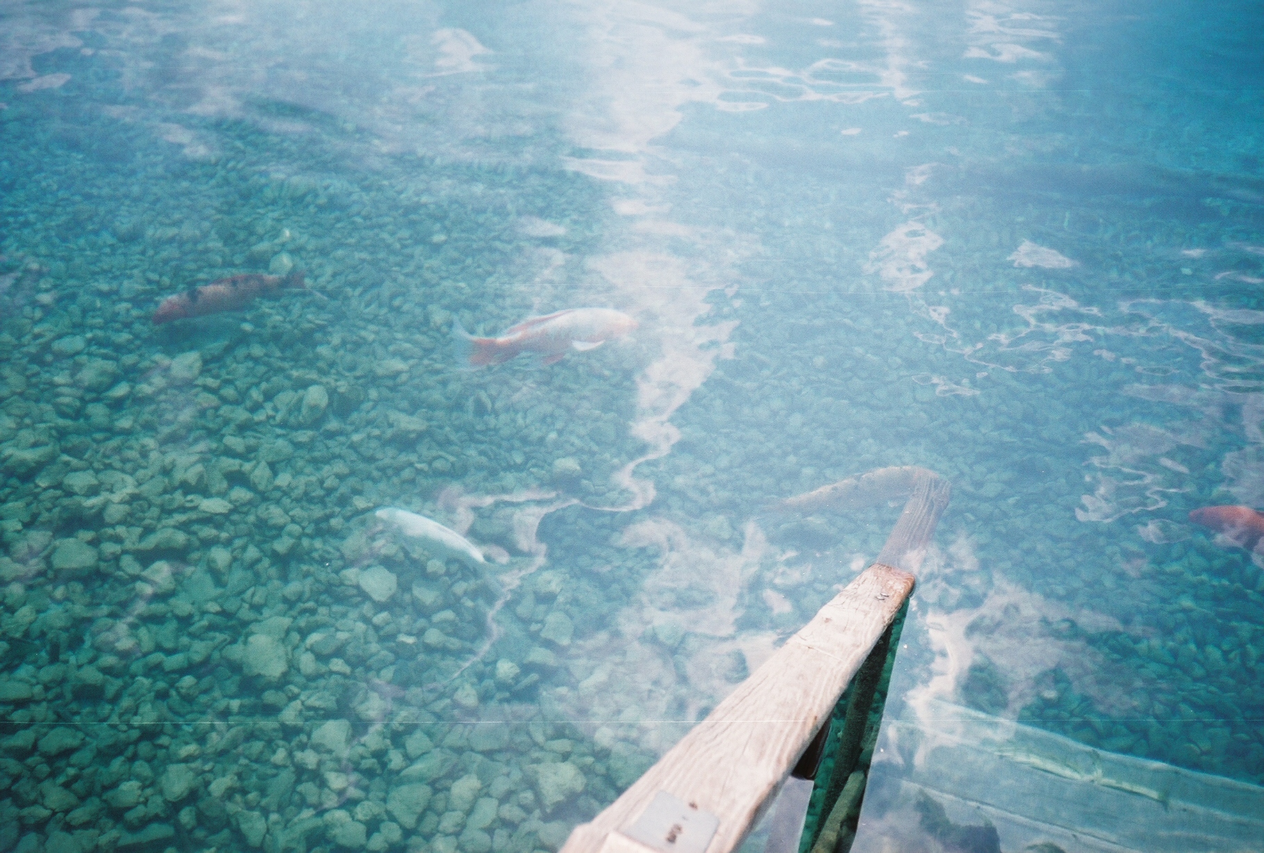 The gin clear water of Vortex Springs, Florida