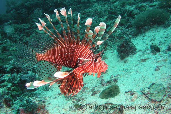 The Lion Fish