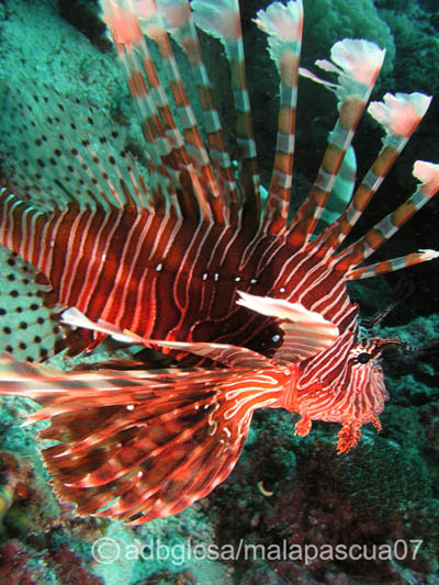 The Lion Fish