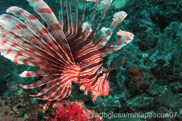 The Lion Fish