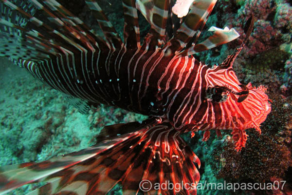 The Lion Fish