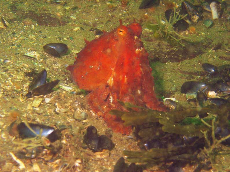 The Not-So-Giant Pacific Octopus