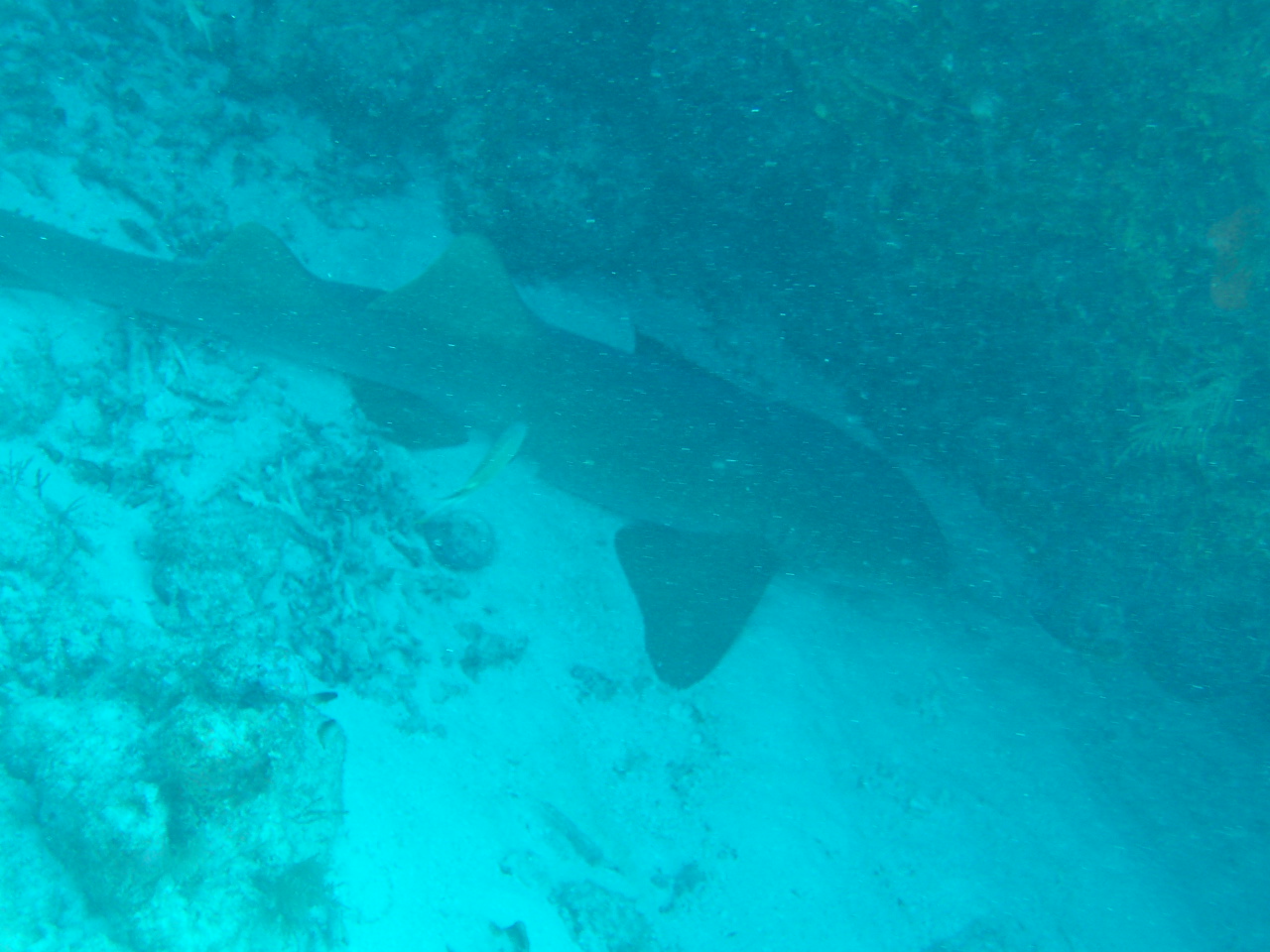 THE NURSE SHARK RESTING IN THE SAND