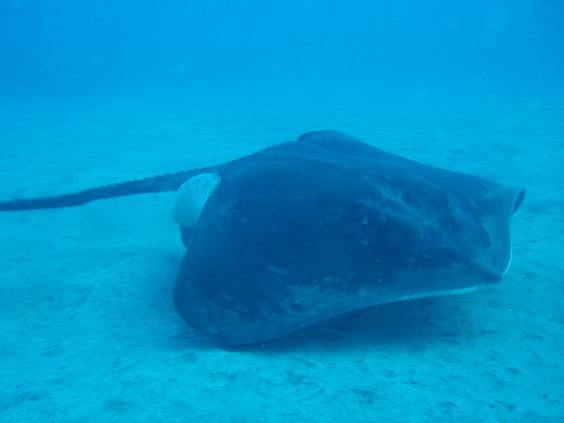 The pleasure to dive in Tenerife