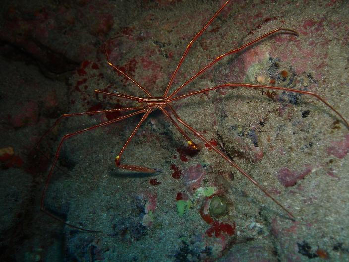 The pleasure to dive in Tenerife