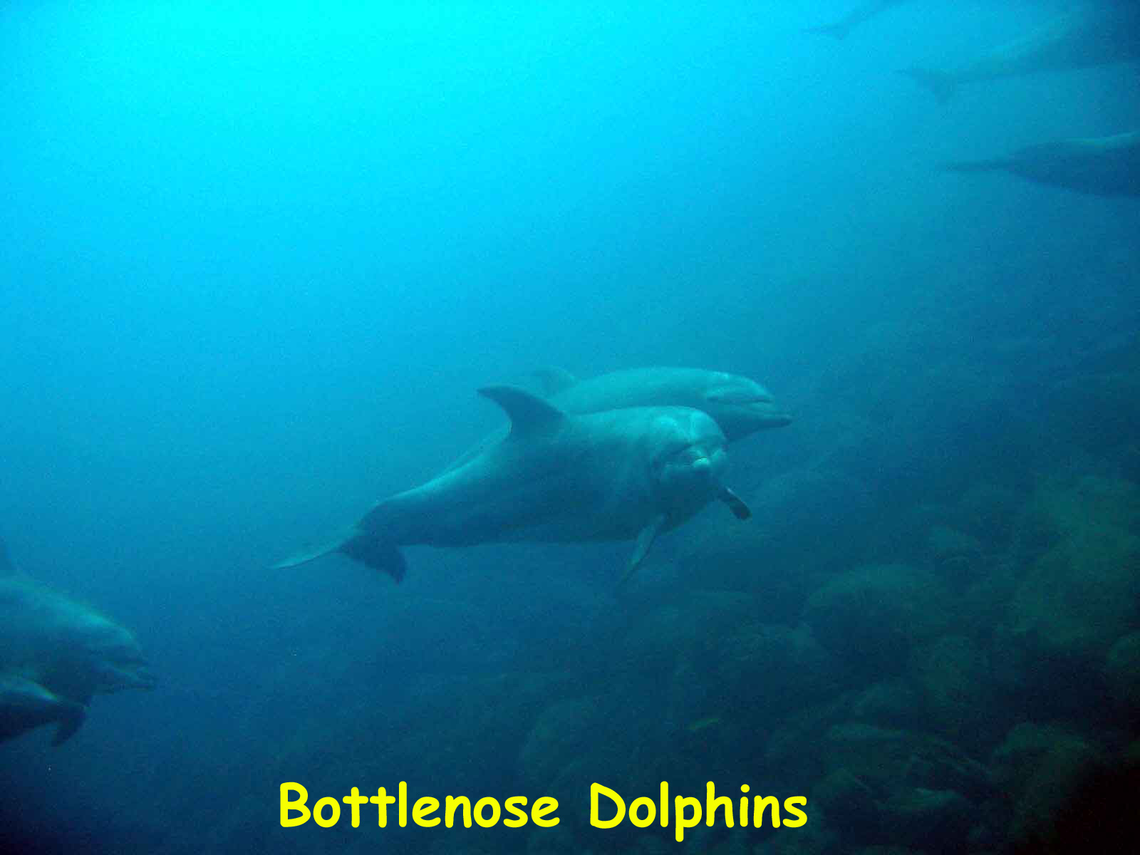 The Point, Wolf Island, Galapagos