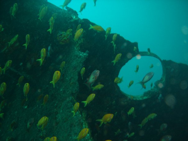 The Produce wreck just north of Aliwal Shoal. .