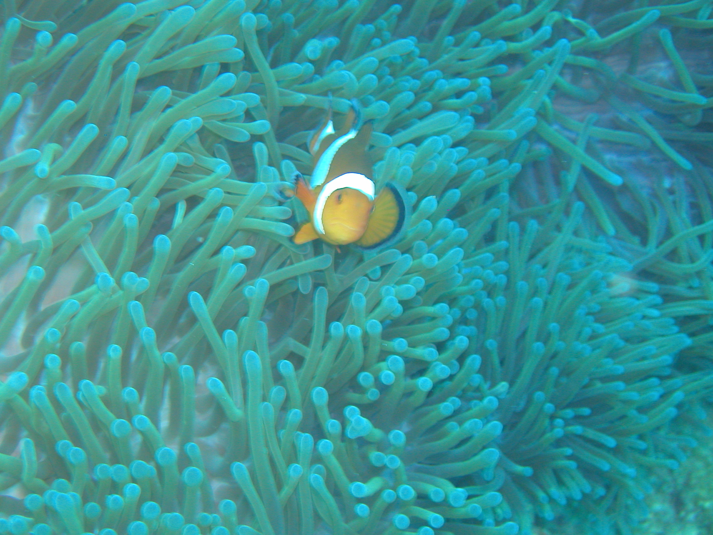 The real Nemo!