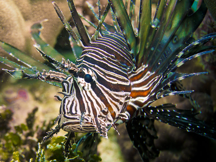 The same lionfish as the juvenile black one