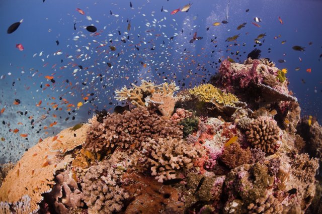 The similans. Coral Reef