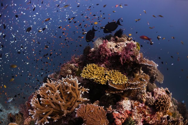 The Similans. Coral reef