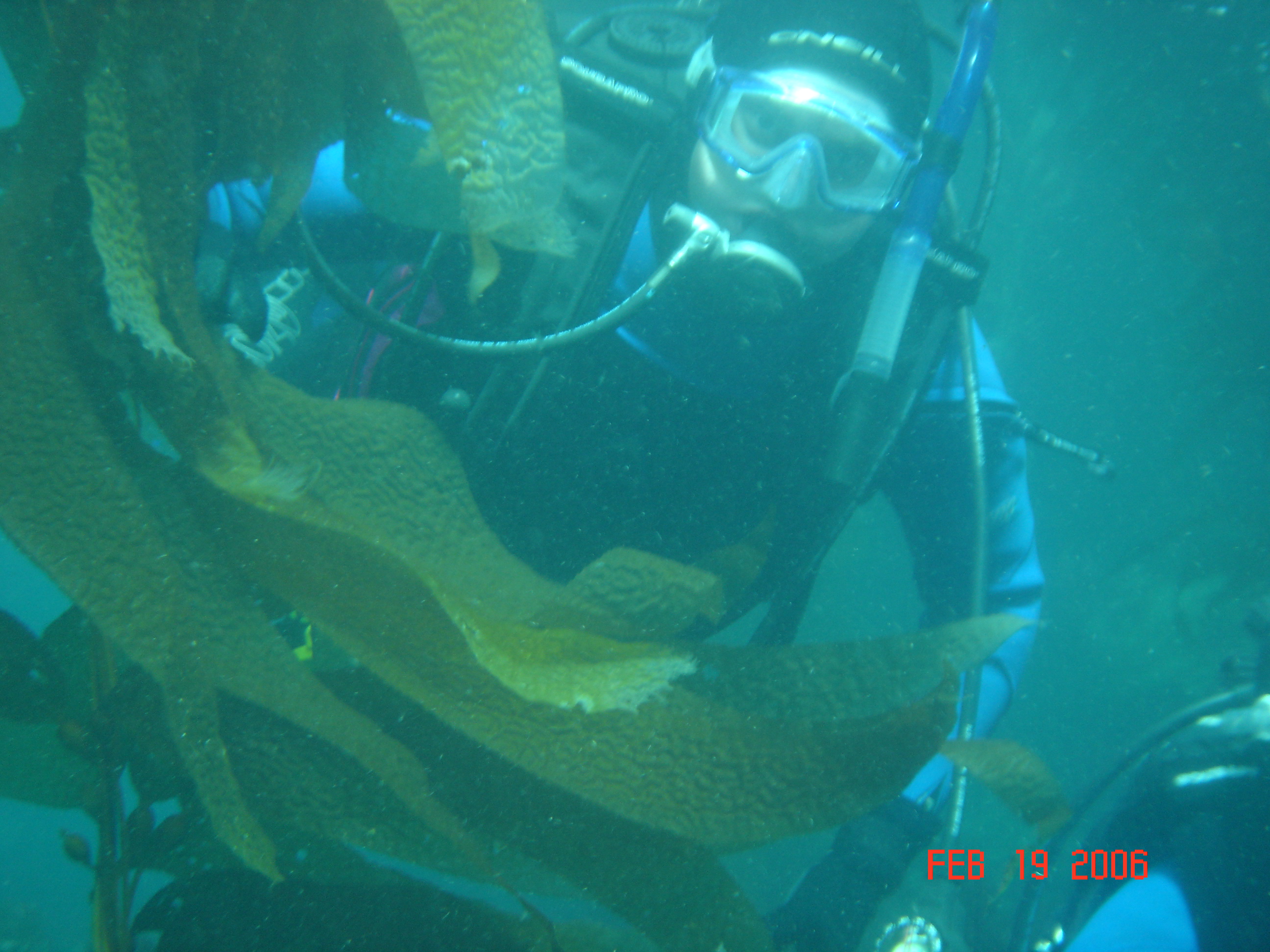 Thom_at_Giger_reef_kelp_forest