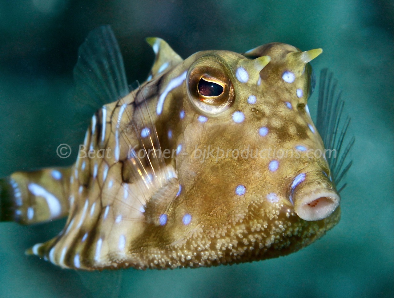 Thornback Cow fish