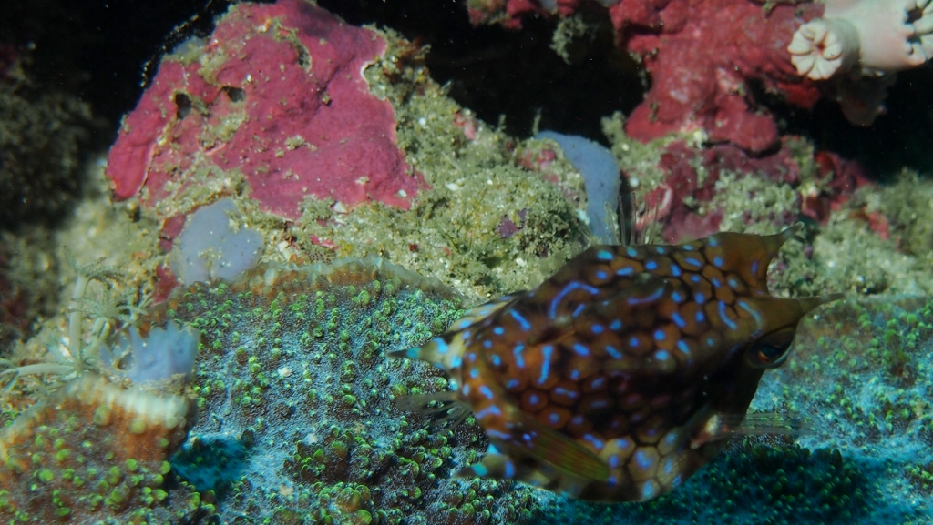 Thornback Cowfish