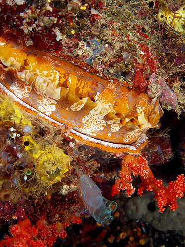 Thorny oyster and friends