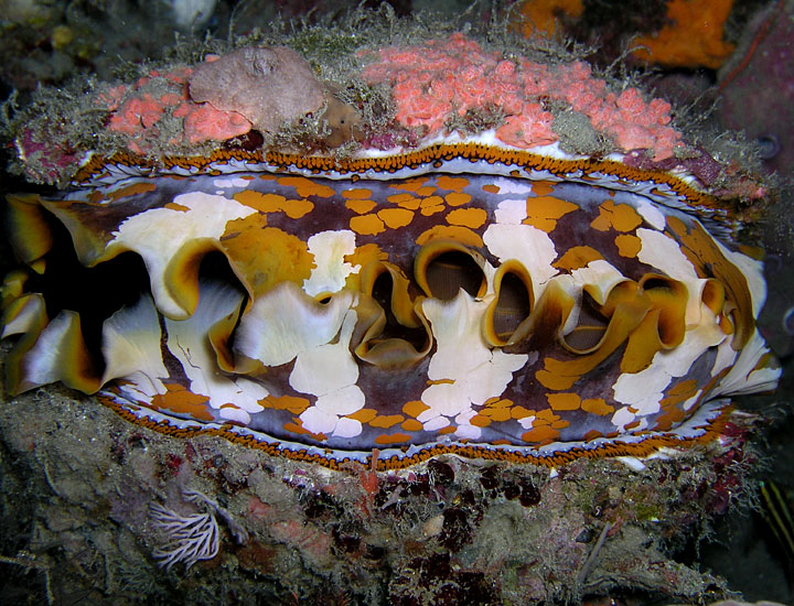 Thorny Oyster Grin