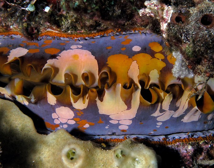 Thorny Oyster