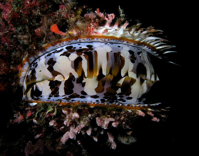 Thorny Oyster