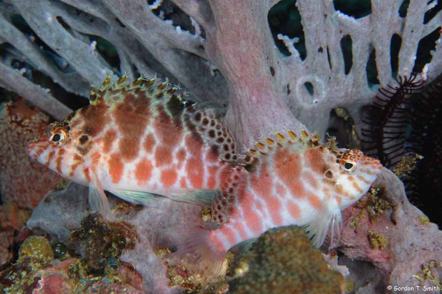 Threadfin Hawkfish