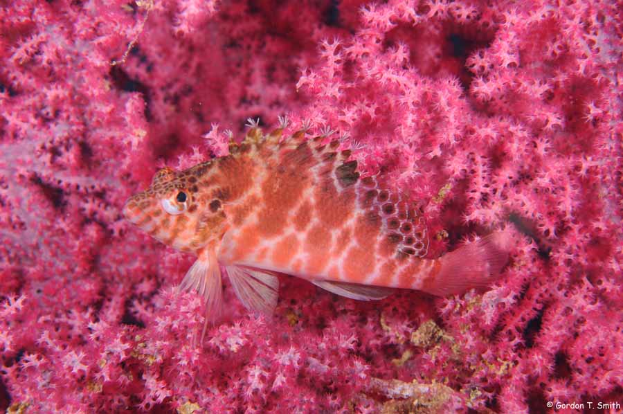 Threadfin Hawkfish