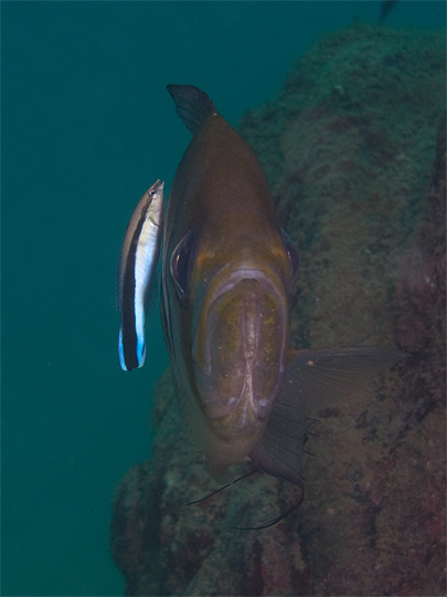 Threadfin Pearl Perch Cleaner Wrasse