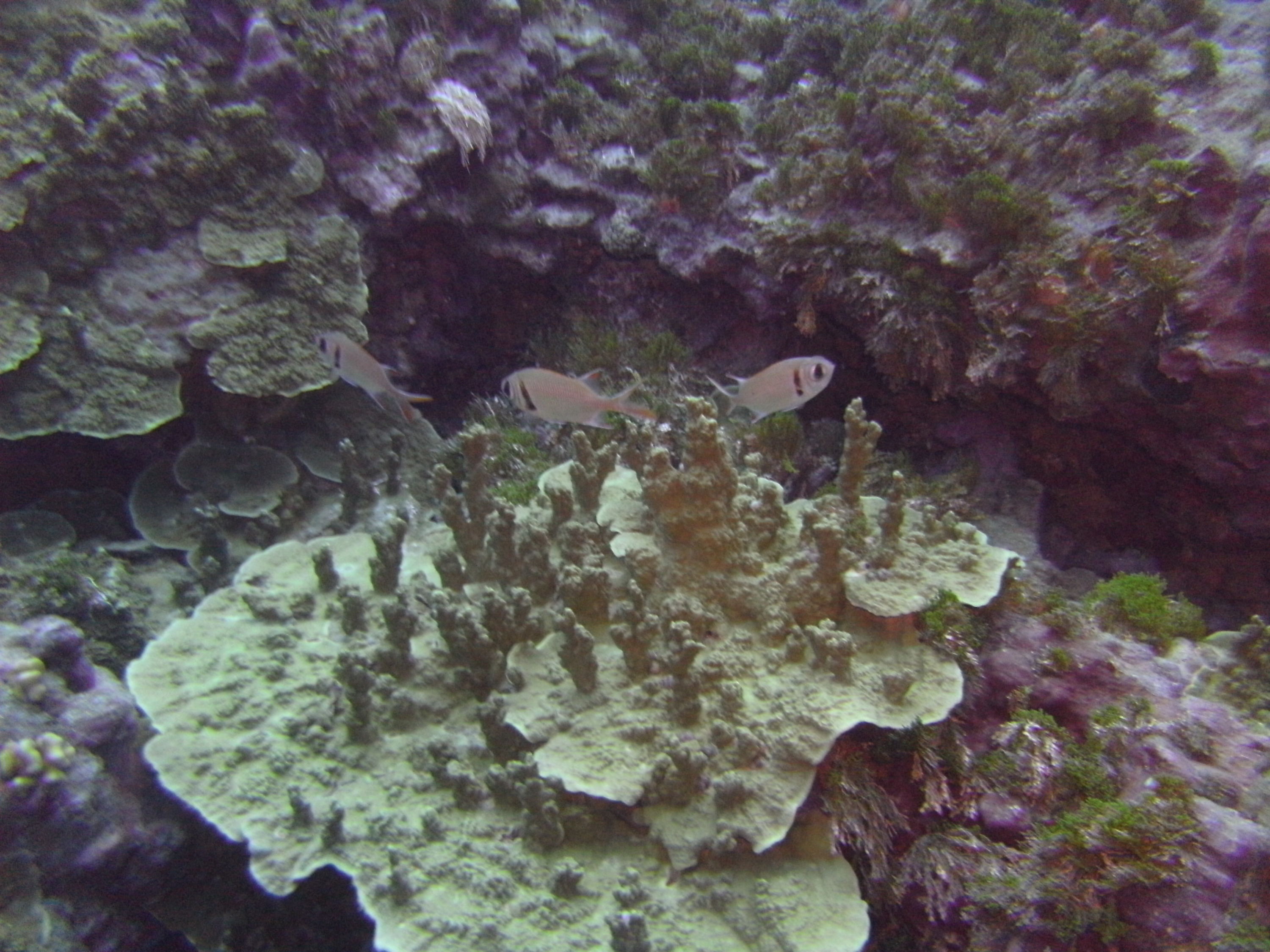 Three Little Fish in the Coral