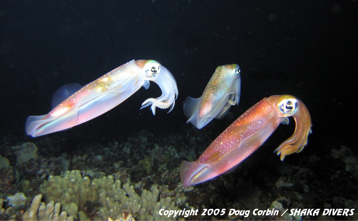 Three Pacific Reef Squids
