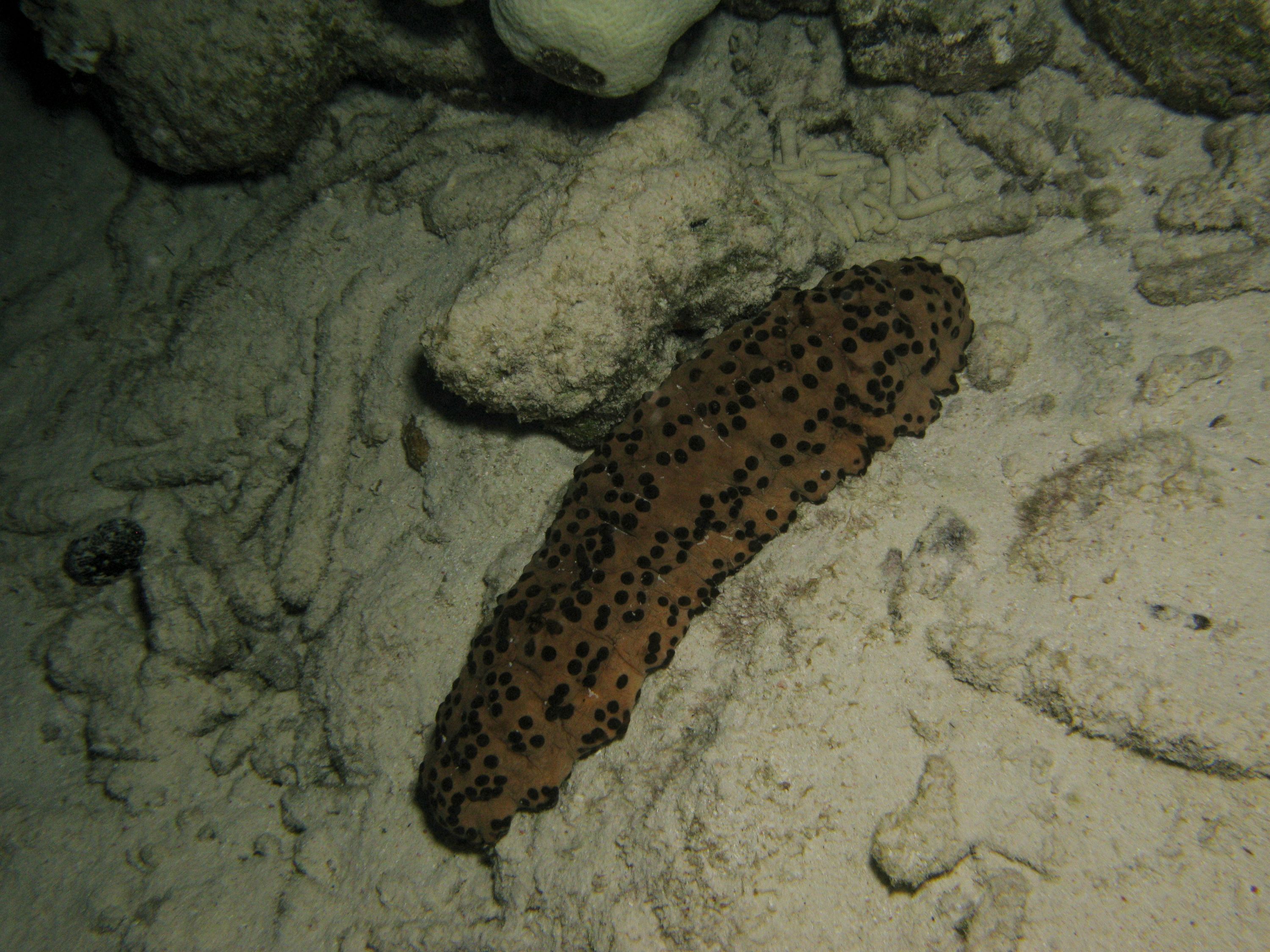 Three-Rowed Sea Cucumber