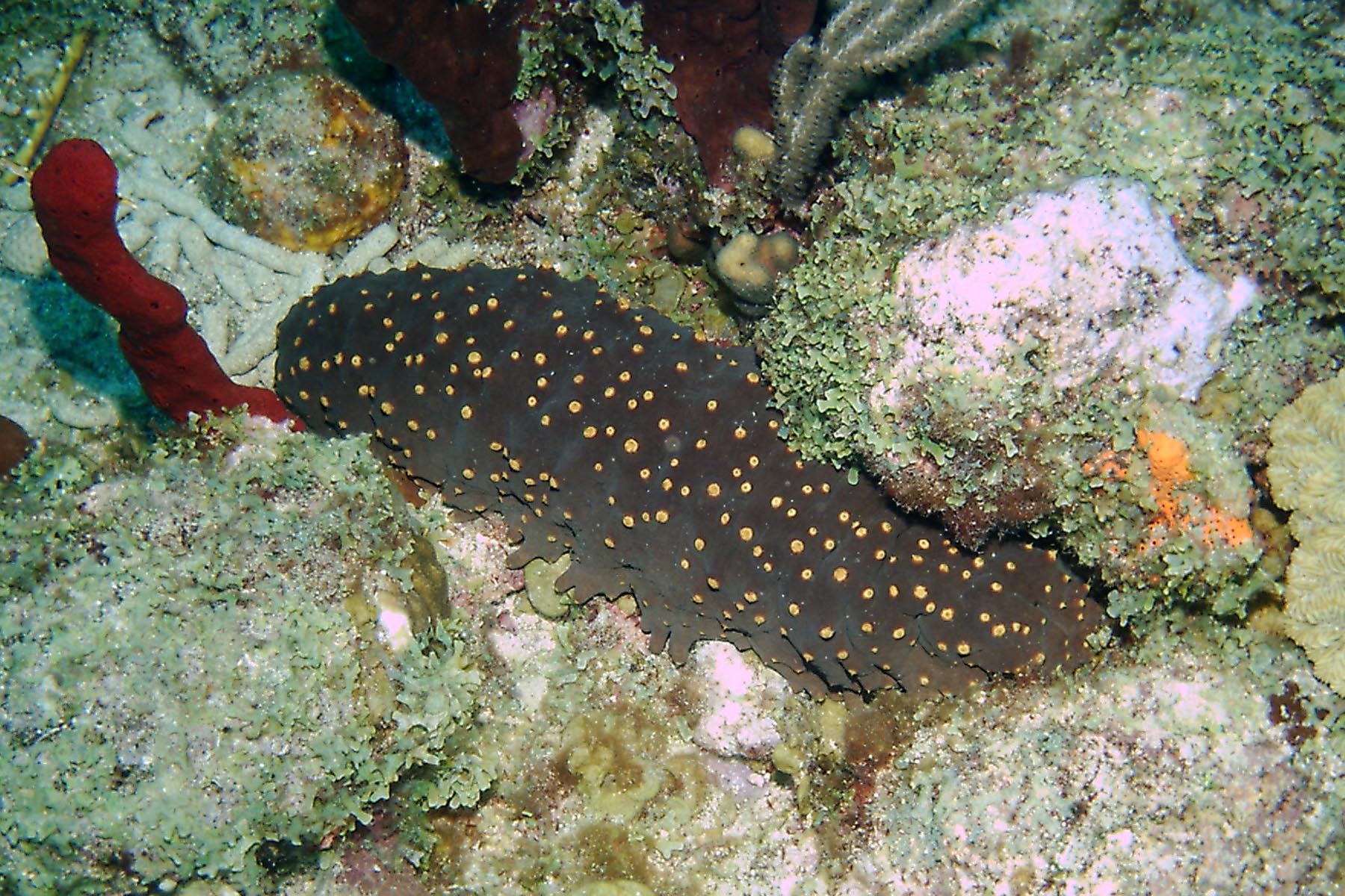 Three Rowed Sea Cucumber