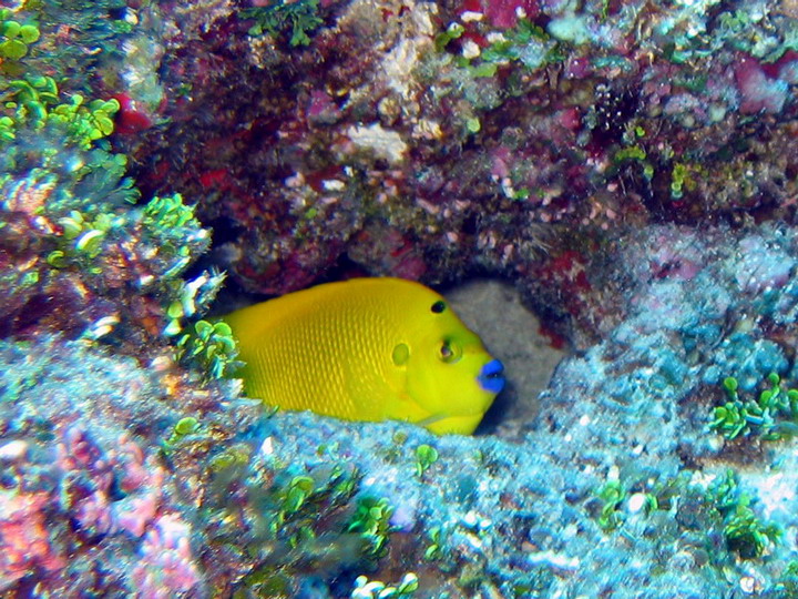 Three Spot Angelfish